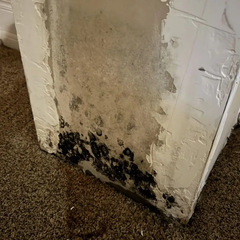 Professional Mold Removal in Bradenton, FL